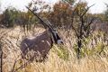 2012-07-04 Namibia 136 - Etoscha Nationalpark - Oryx